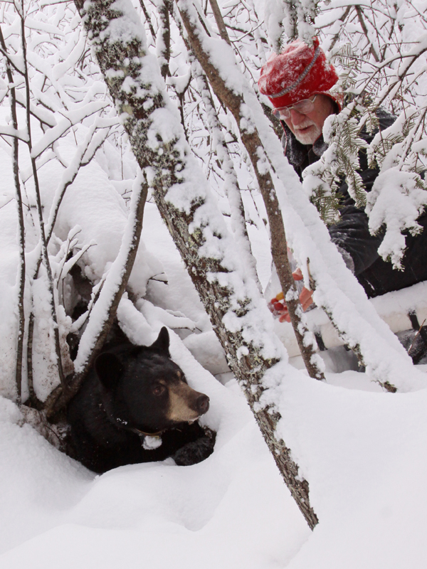 Lynn_offering_Lily_grapes_at_the_den_-_20101231