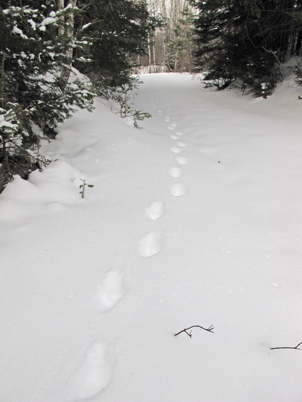 Lynx tracks - March 5, 2012