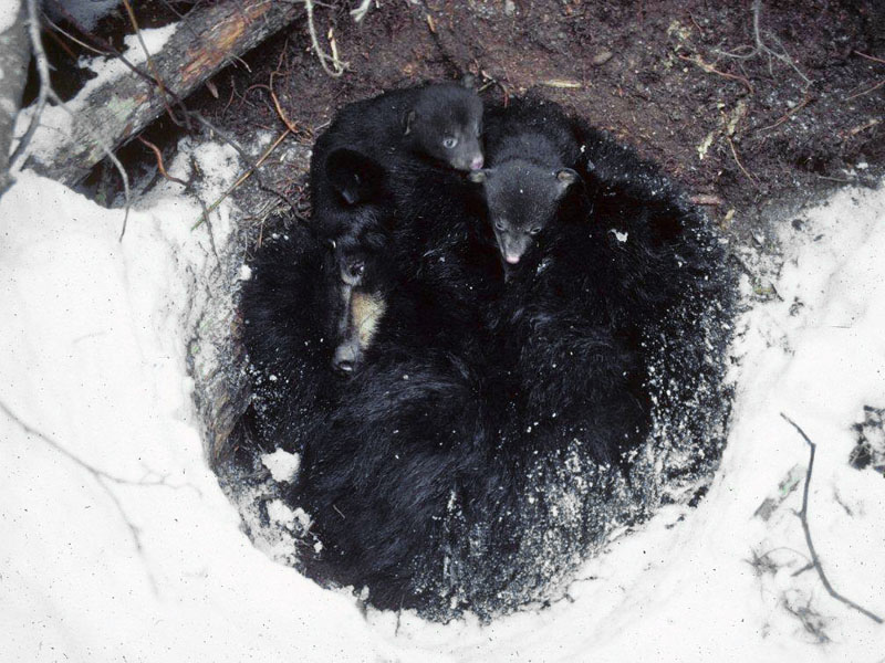 M_w_cubs_in_surface_den