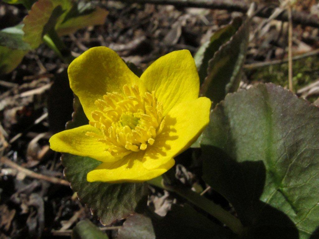 Marsh Marigold - April 28, 2012