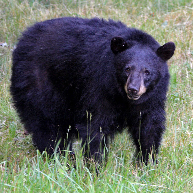 Midge_2_-_July_2008_-_cropped