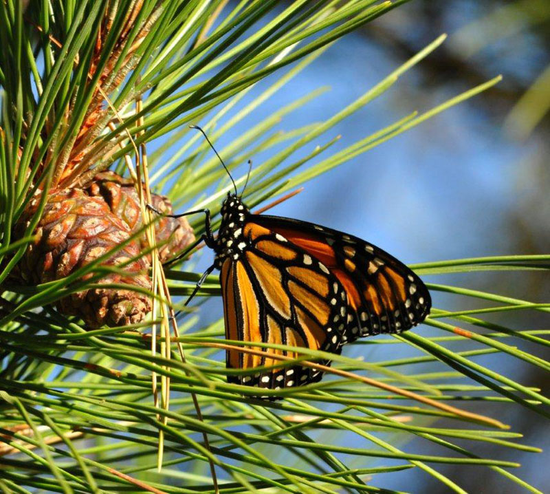 Monarch on red pine - Aug 31, 2012