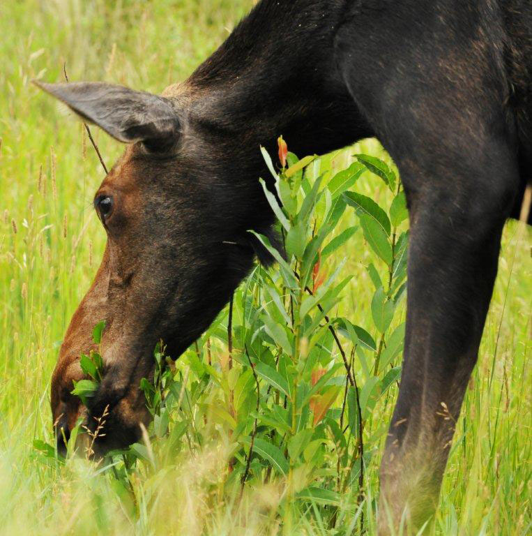 Moose cow browsing on willow - Aug 3, 2012