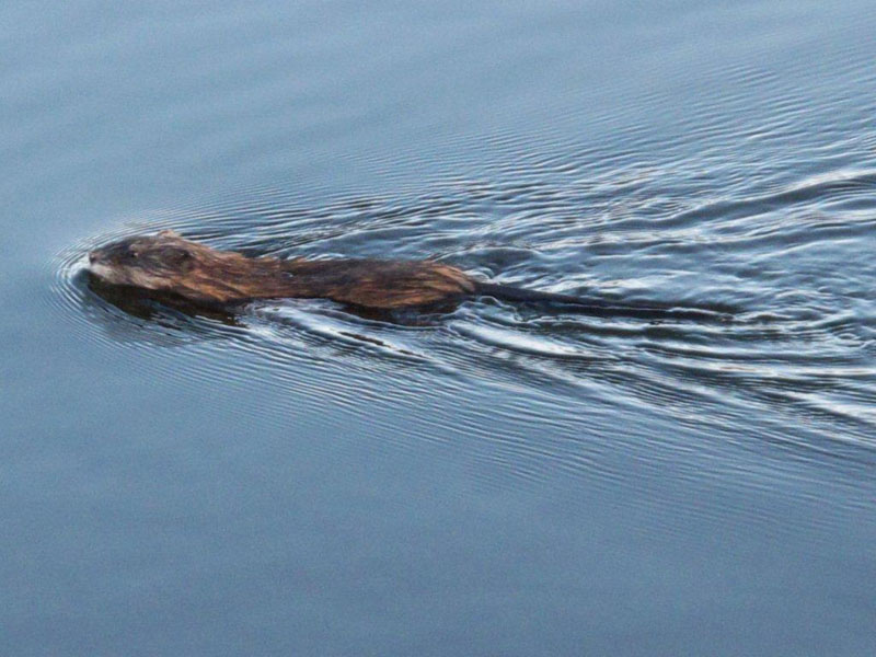 Muskrat swimming in Deadman Lake - April 24, 2012