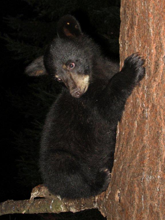 New_Mom_cub_8-15-11