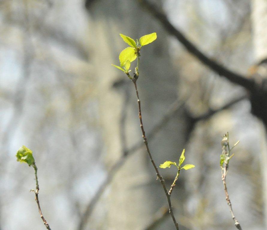 New leaves on defoliated aspen - June 10, 2012