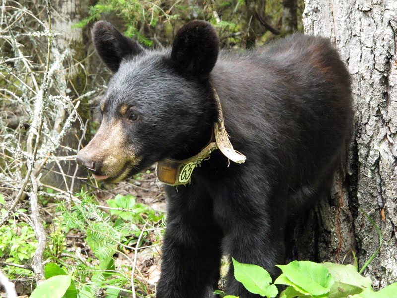 Noliana - July 20, 2012