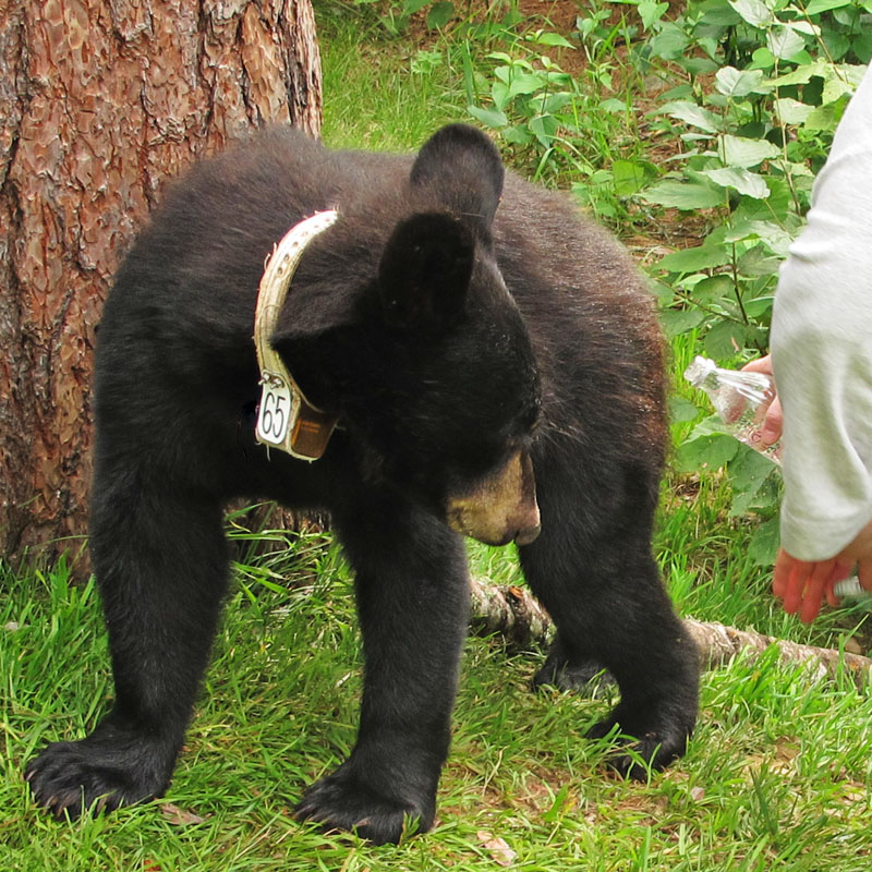 Irrigating Oliana's wound - July 10, 2012
