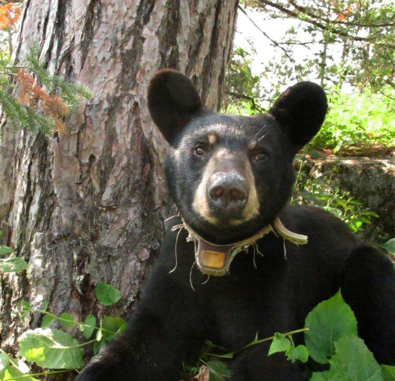 Oliana - July 14, 2012