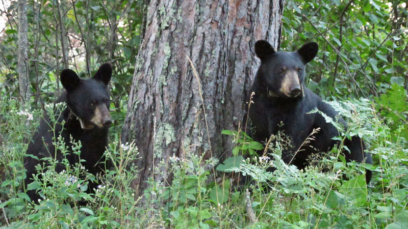 Oliana and Aster - July 18, 2012