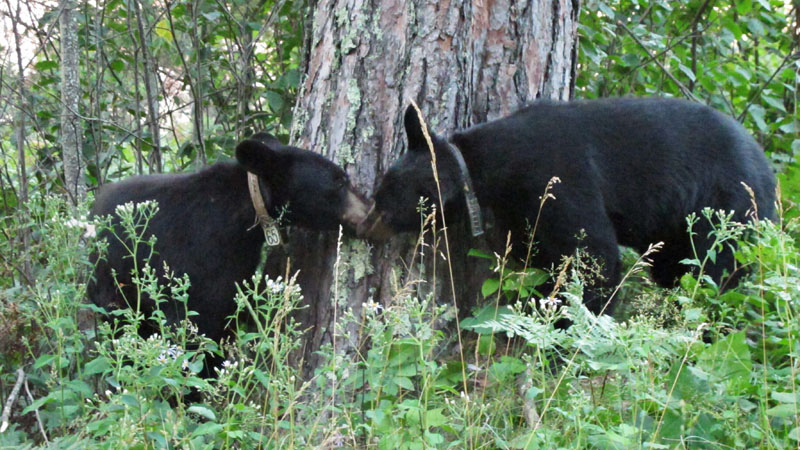 Oliana and Aster nose to nose - July 18, 2012