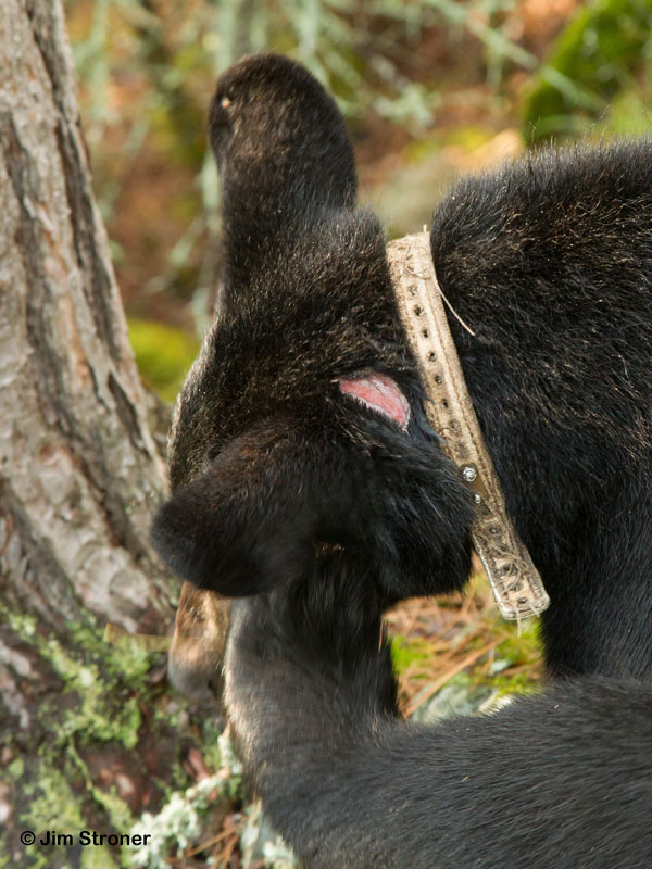 Oliana's ear wound - July 20, 2012
