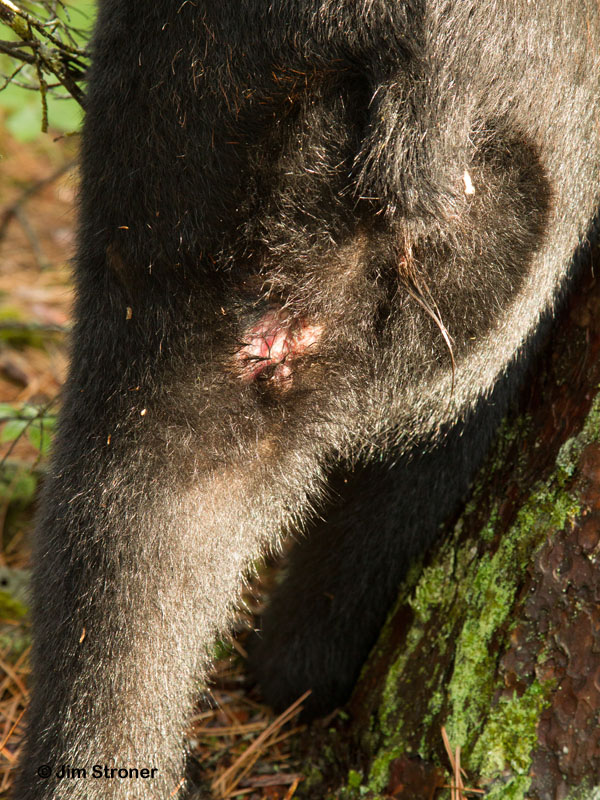 Oliana's leg wound - July 20, 2012