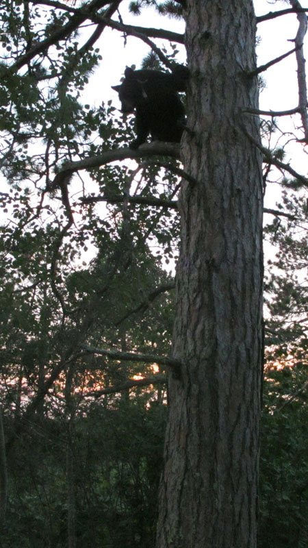 Oliana in red pine - July 18, 2012
