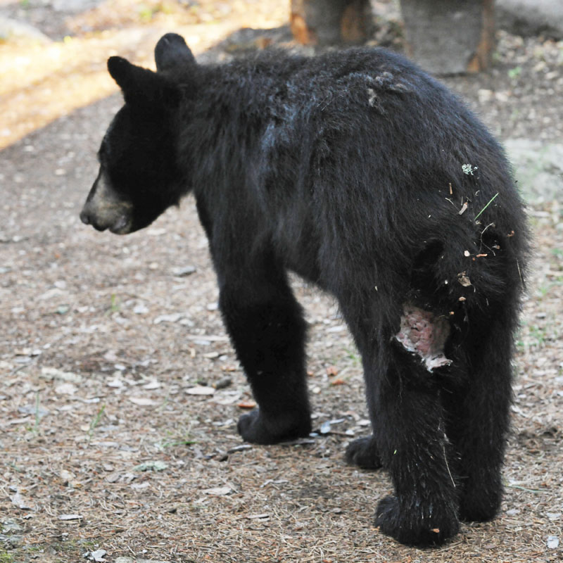 Oliana with wound - July 7, 2012