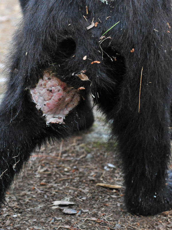 Oliana's wound - July 7, 2012
