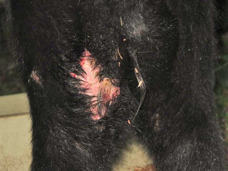 Oliana's wound improves - July 13, 2012