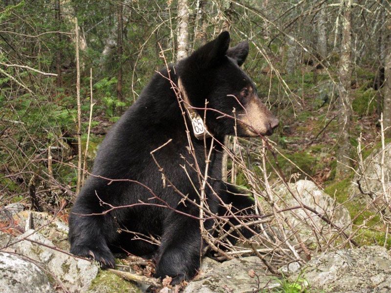 "Oliana" - July 31, 2012