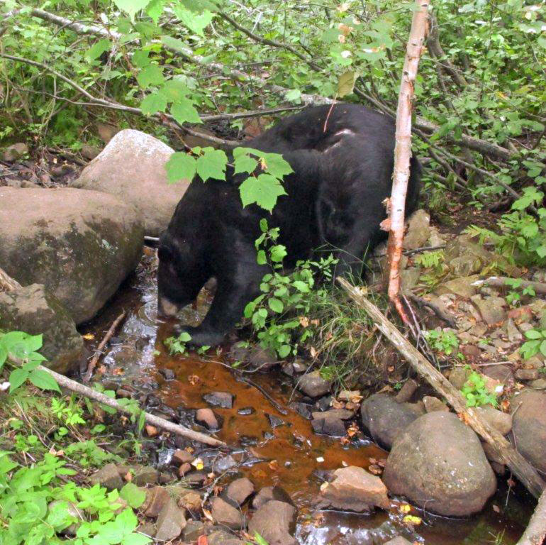 One-eyed Jack - Aug 25, 2012