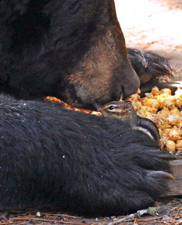 One-eyed Jack and chipmunk - June 28, 2012