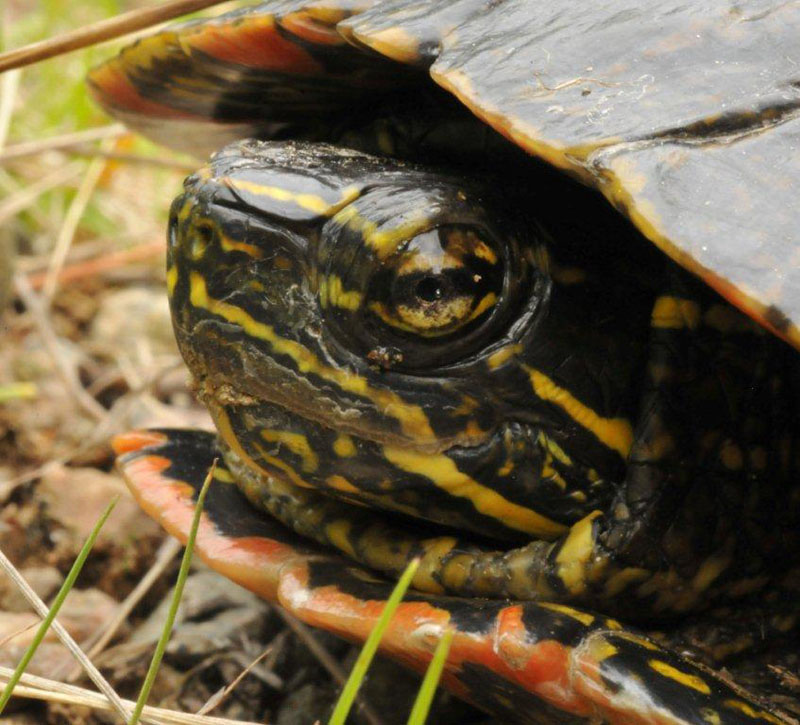 Painted turtle - May 25, 2012