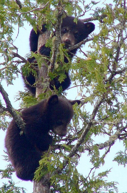 June's first litter (Pete and George) - April 21, 2005