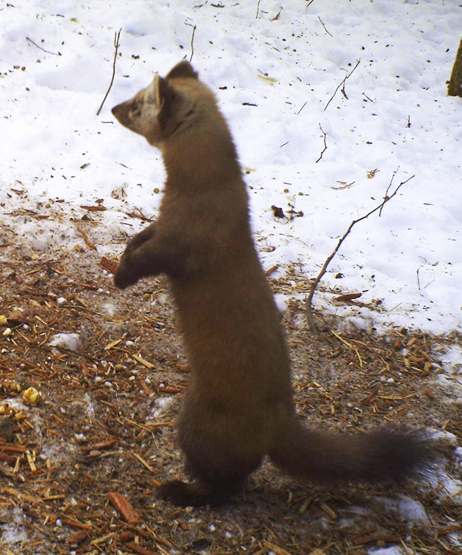 Pine marten - Feb 15, 2012