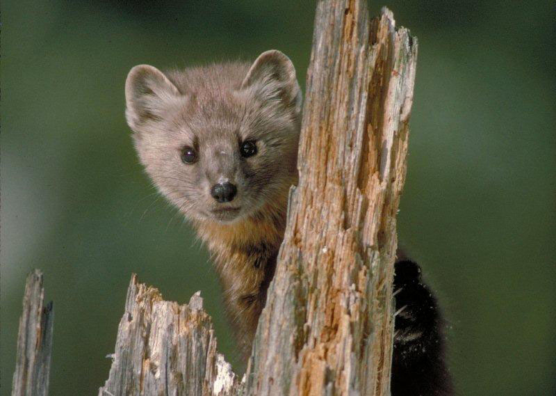 pine marten