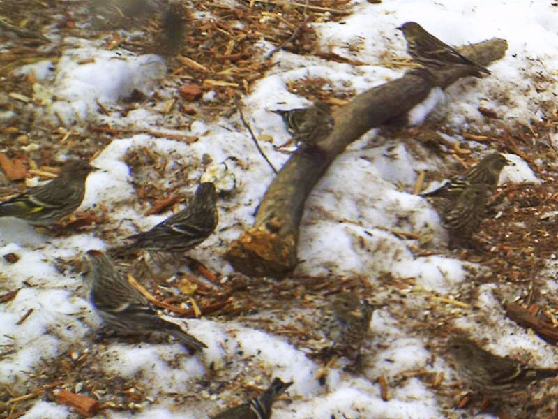 Pine siskins - Feb 20 , 2012