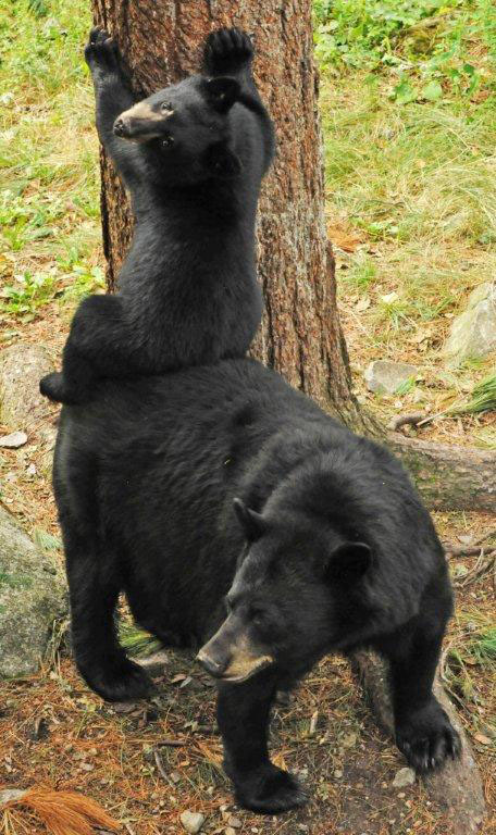 RC with cub on back - Aug 4, 2012