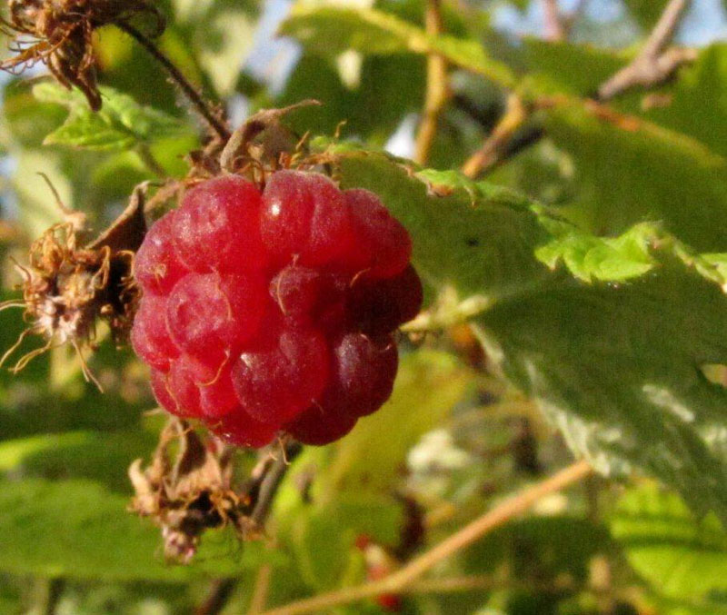 Raspberry - July 24, 2012