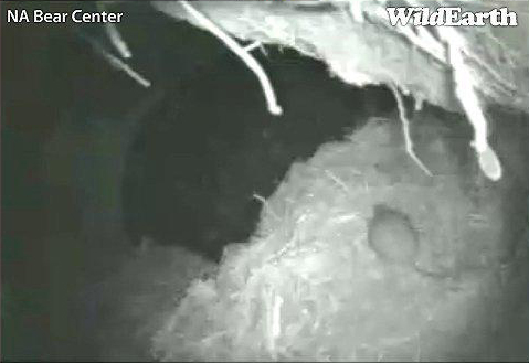 Red-backed_vole_1-1-11