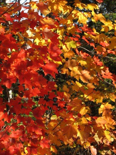 Red maple_9-28-11