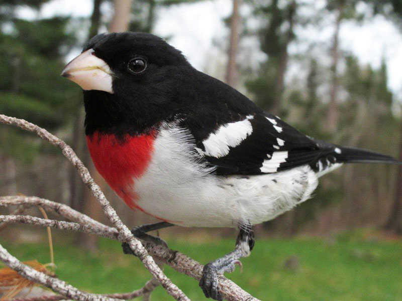 Rose-breasted_grosbeak_-_20110512