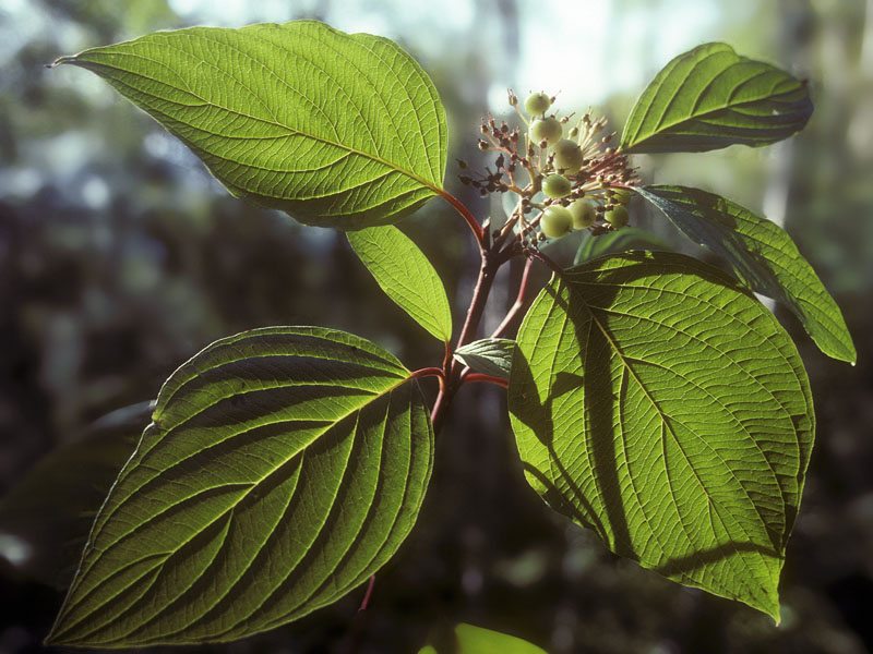 Round-leafed_dogwood