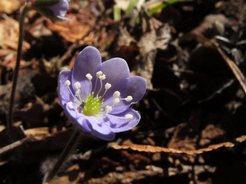 Round-lobed hepatica flower - April 28, 2012