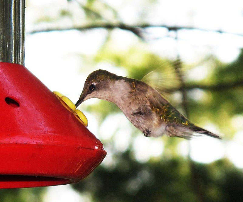 Ruby-throated hummingbird - Aug 26, 2012