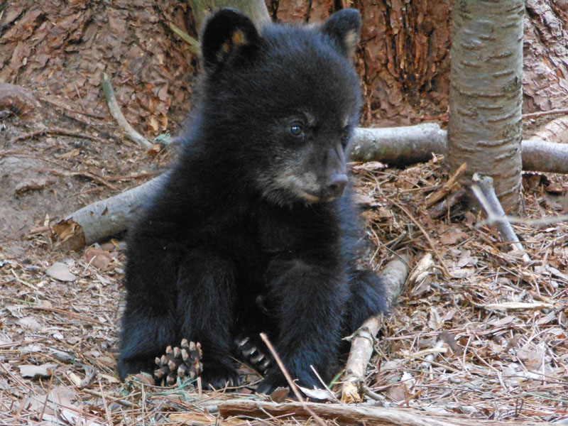 Juliet's cub Sam - May 5, 2012