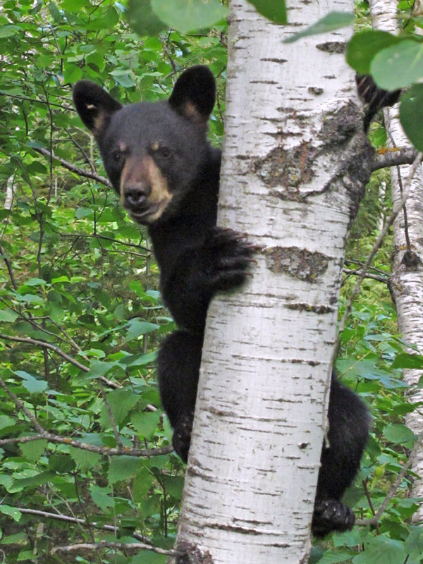 Juiet's cub Sam - July 12, 2012