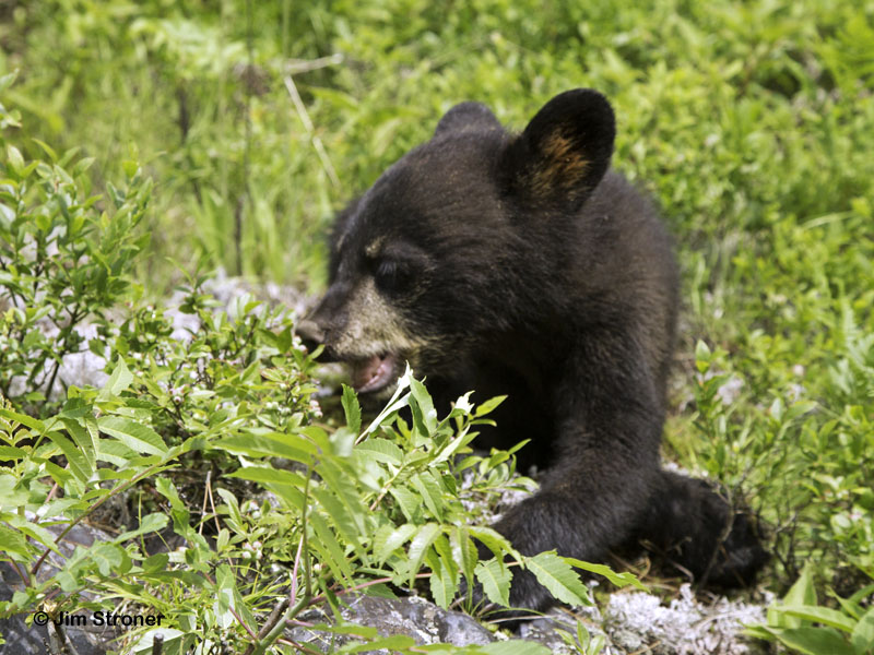 Sam eats unripe blueberries - June 19, 2012