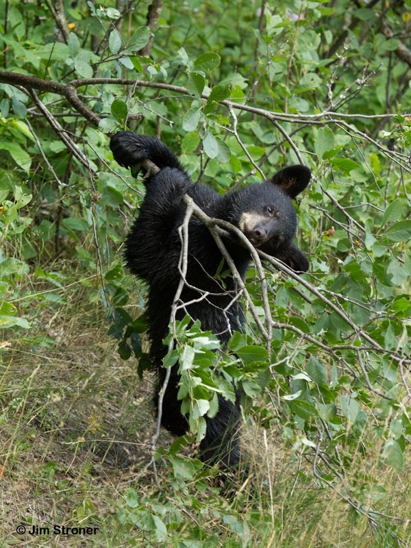 Sam pulls down bush to check for berries - July 20, 2012