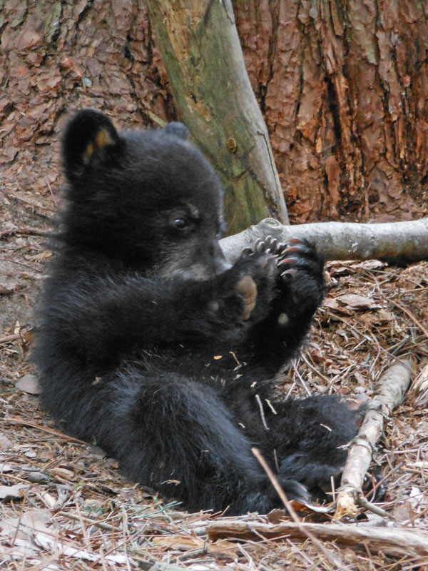 Sam plays with a pine cone - May 5, 2012