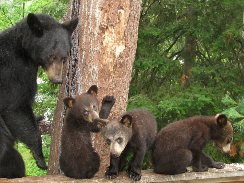 Samantha and cubs - July 6, 2012