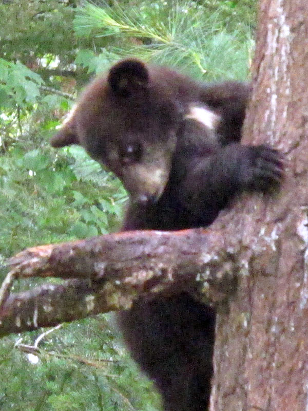 Samantha cub blaze 20120706