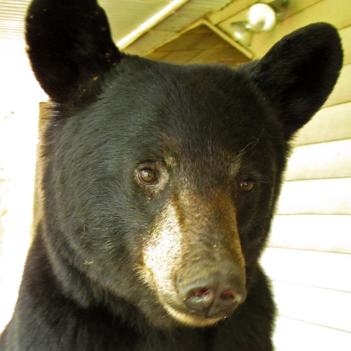 Samantha - July 4, 2012