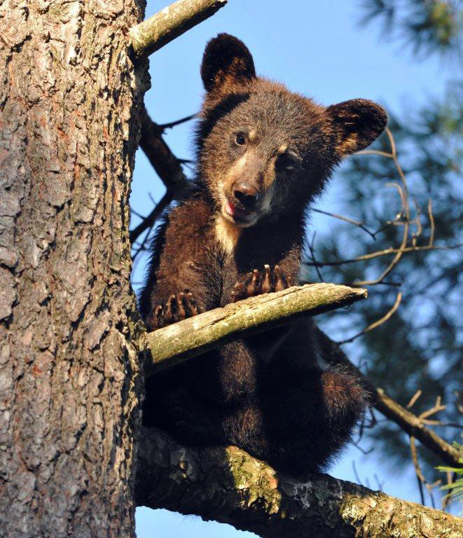 Samantha's female cub - July 22, 2012
