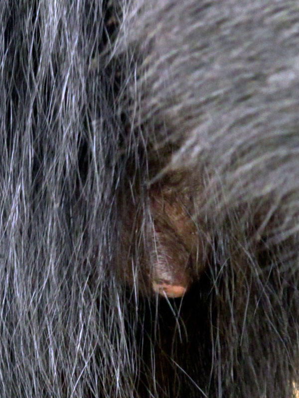 Samantha's well-used nipple - July 4, 2012