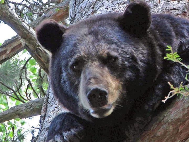 Shadow - July 14, 2011