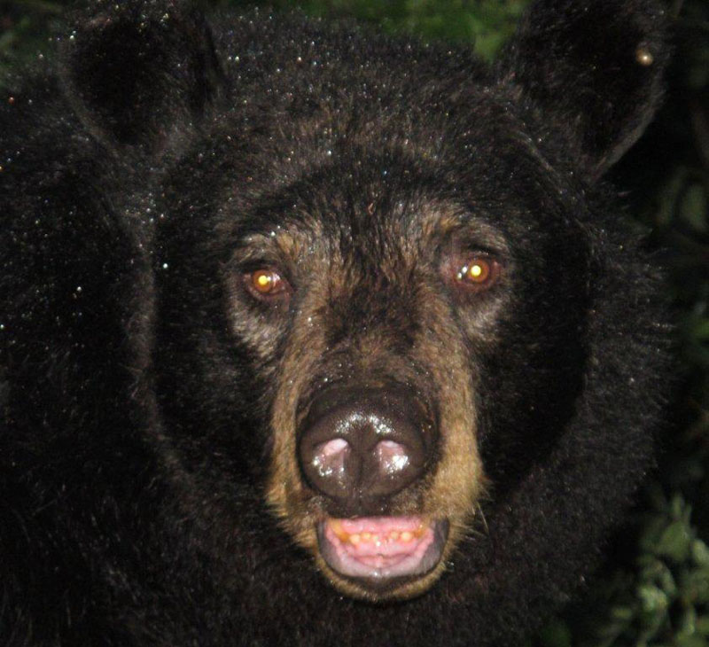 Shadow - July 20, 2012