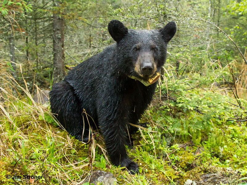 Sharon in the rain - May 28, 2012